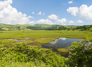 Yashima Wetland