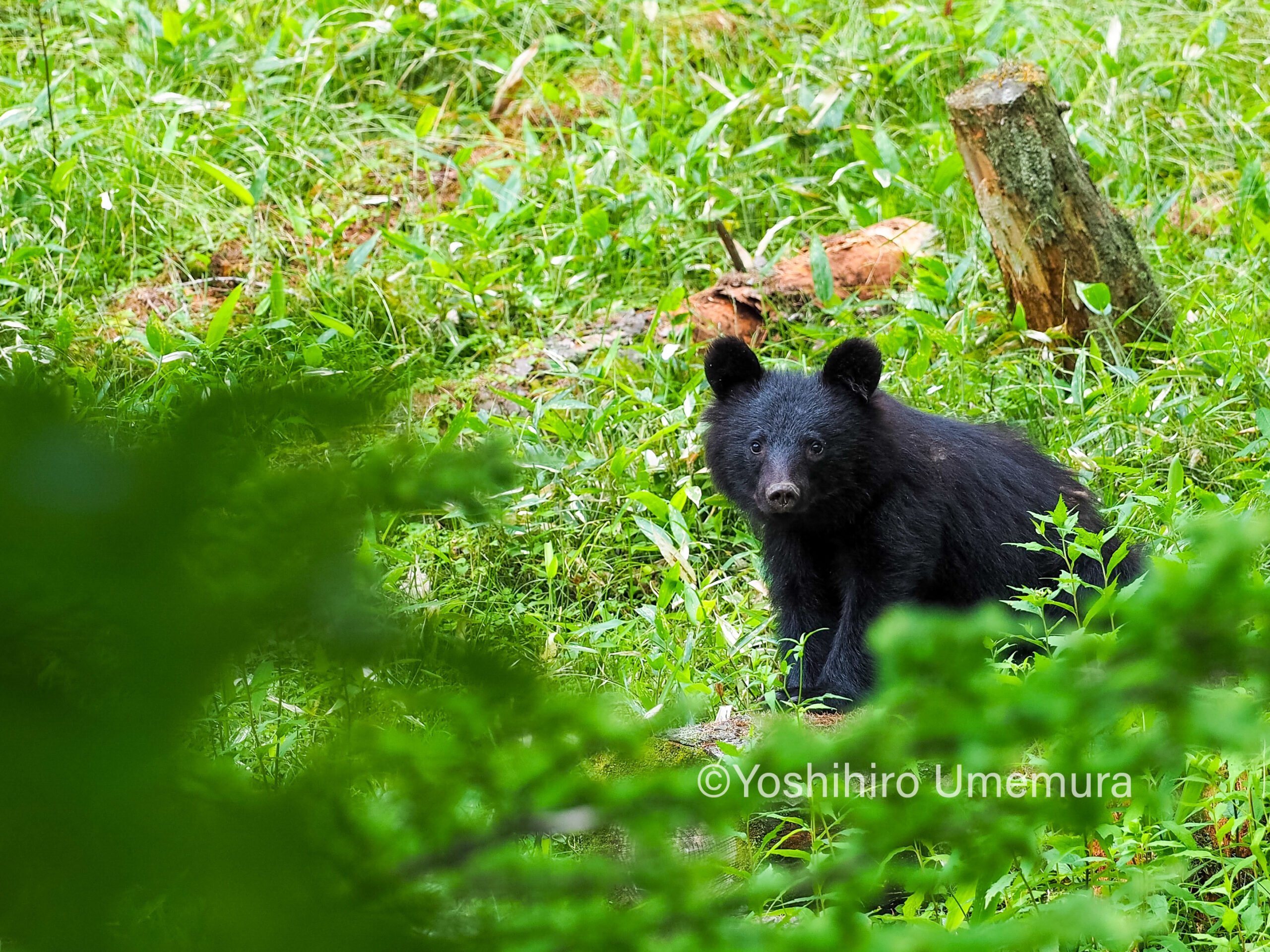 日帰りプラン】クマ出没対策講座 | 下諏訪の観光・旅行情報【おいで